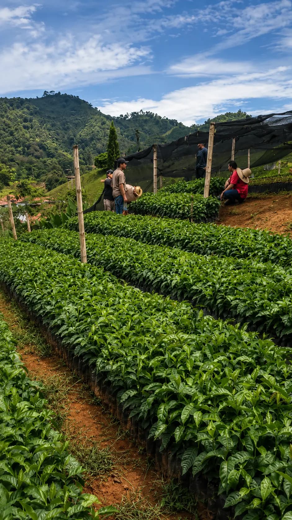 Manos, campo de café y luz de atardecer
